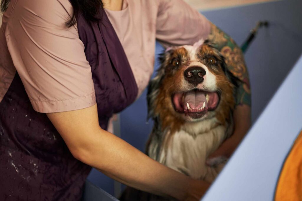 Keeping your dogs healthy